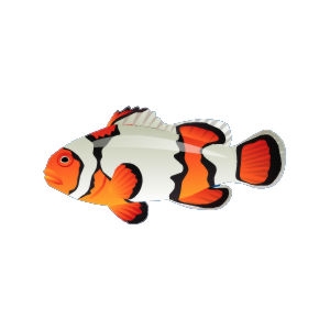 Barrel Clownfish